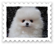 ���k ��� ���� �z���C�g�|�����j�A���̃u���[�_�[ TWINKLESNOW����