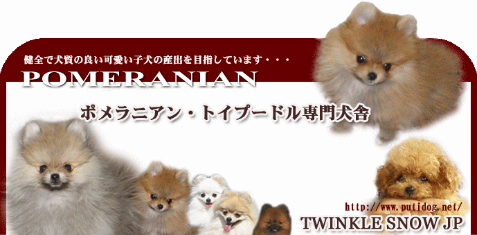 可愛いお顔のポメラニアンの子犬 ポメラニアン専門ブリーダーtwinkle Snow犬舎